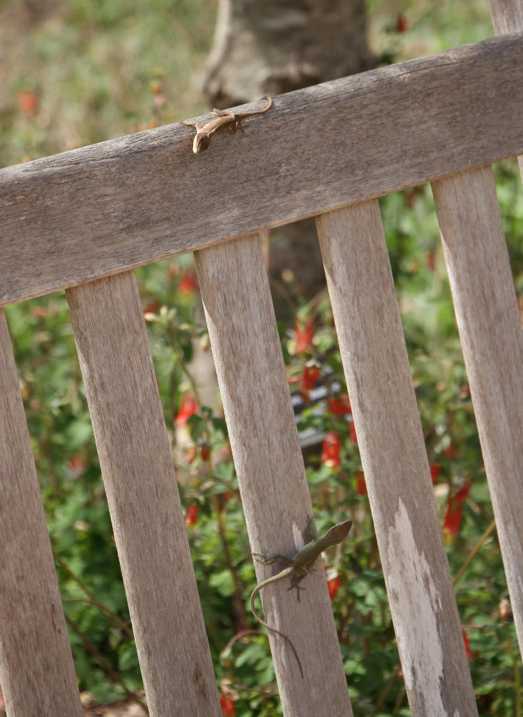 pair of Carolina anoles Anolis carolinensis facing off in territorial display