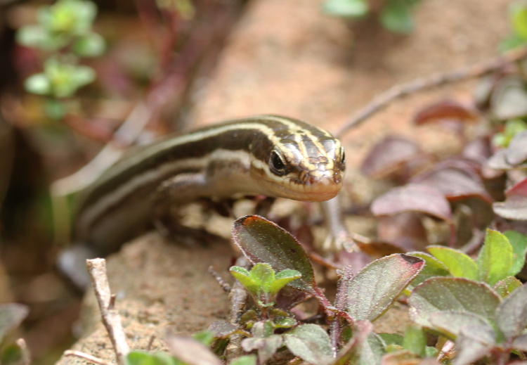 American five-lined skink Plestiodon fasciatus getting down to business