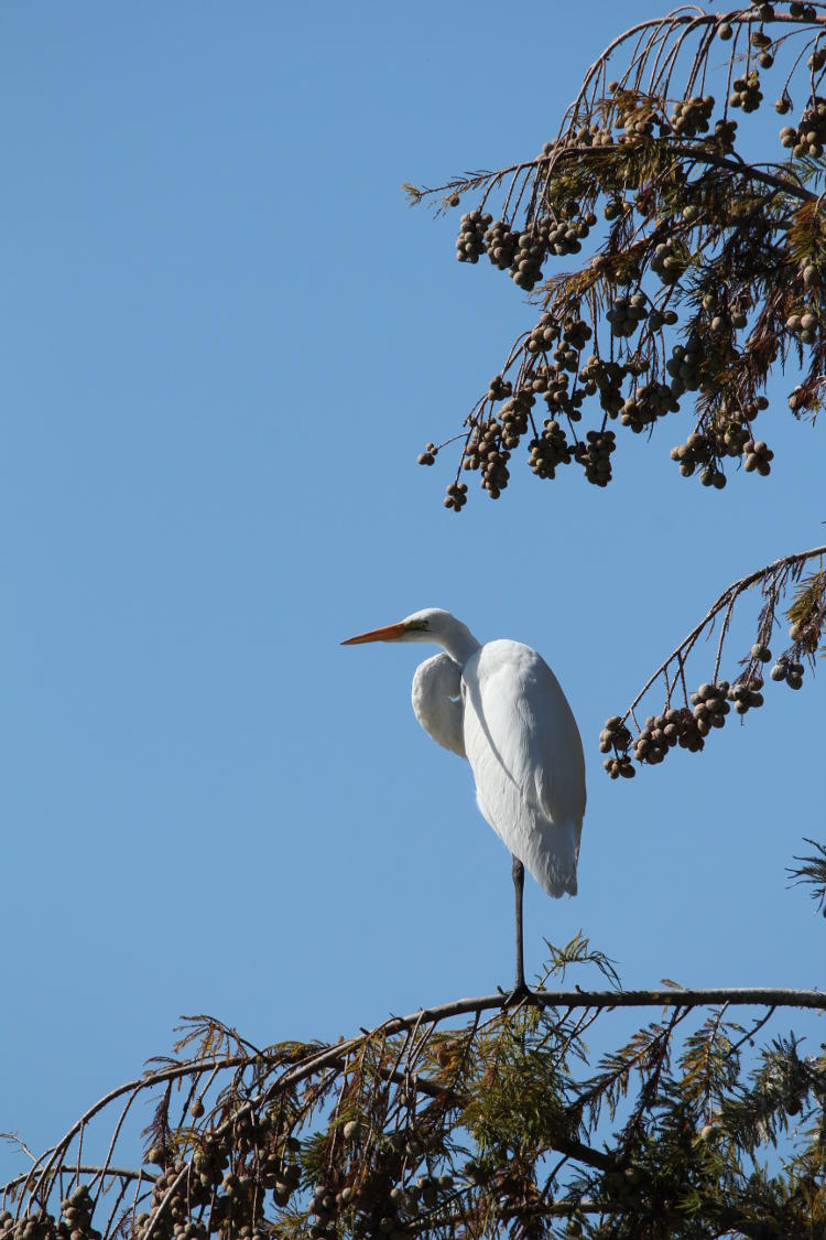 great egret Ardea alba perched in tree