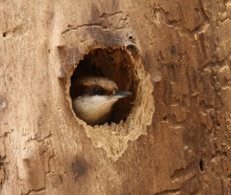 brown-headed nuthatch Sitta pusilla head in nest opening