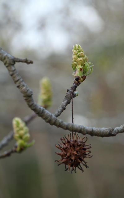 American sweetgum Liquidambar styraciflua tree showing old seed pod and new buds