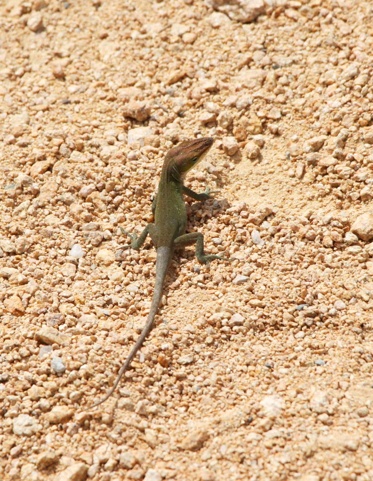 Carolina anole Anolis carolinensis in middle of walkway, NC Botanical Garden