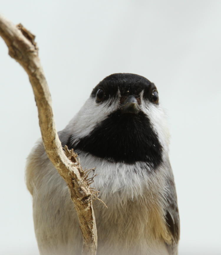 black-capped chickadee Poecile atricapillus staring at photographer