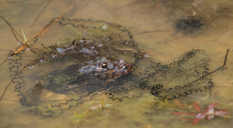 American toads Anaxyrus americanus during egg laying and fertilization