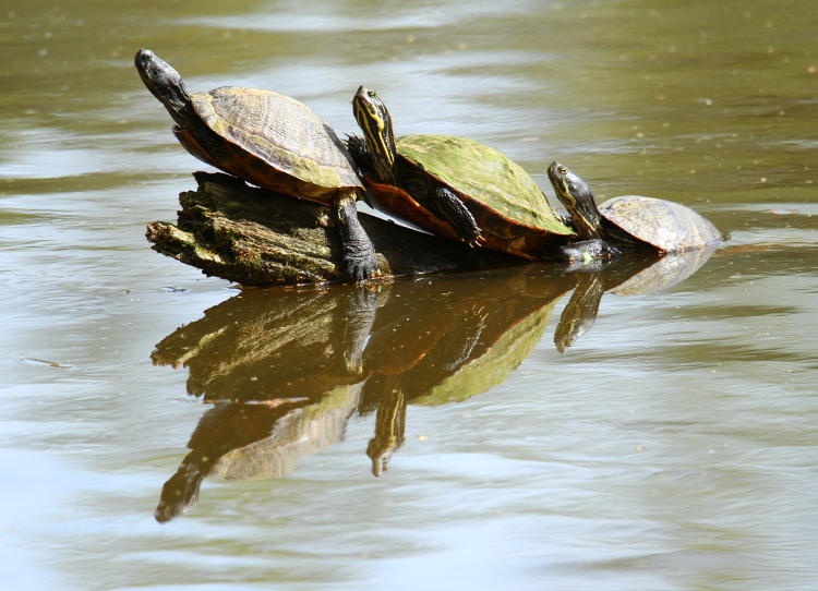 trio of pond sliders Trachemys scripta on snag with reflection