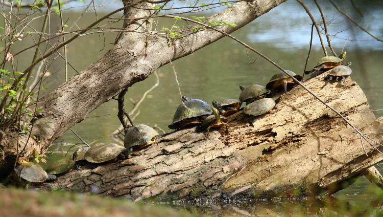 large collection of turtles sunning themselves on log