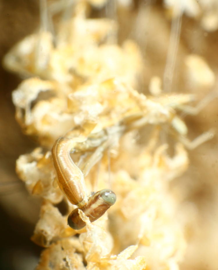 newborn Chinese mantis Tenodera sinensis appearing to be tangled in exoskeleton remains
