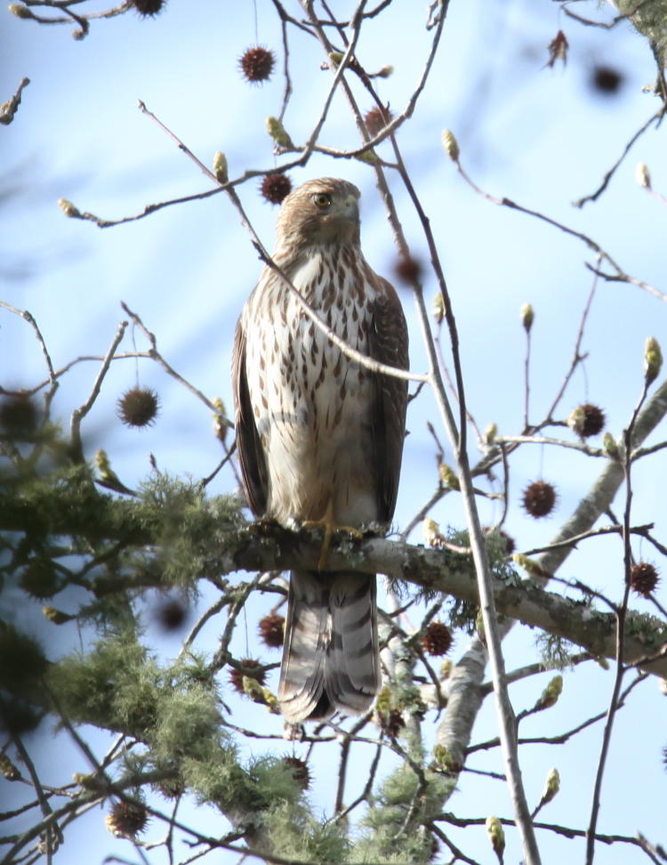 sharp-shinned hawk Accipiter striatus surveying area from perch