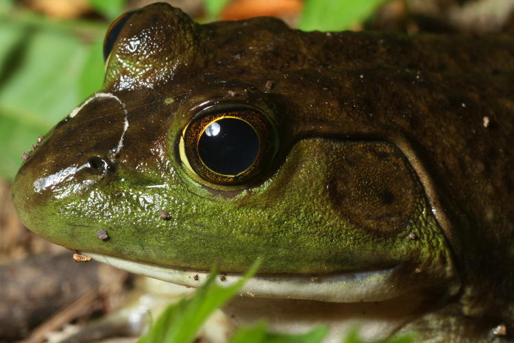 American bullfrog Lithobates catesbeianus portrait