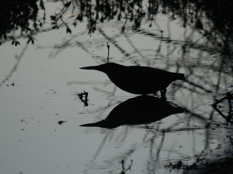 silhouetted green heron Butorides virescens in hunting mode