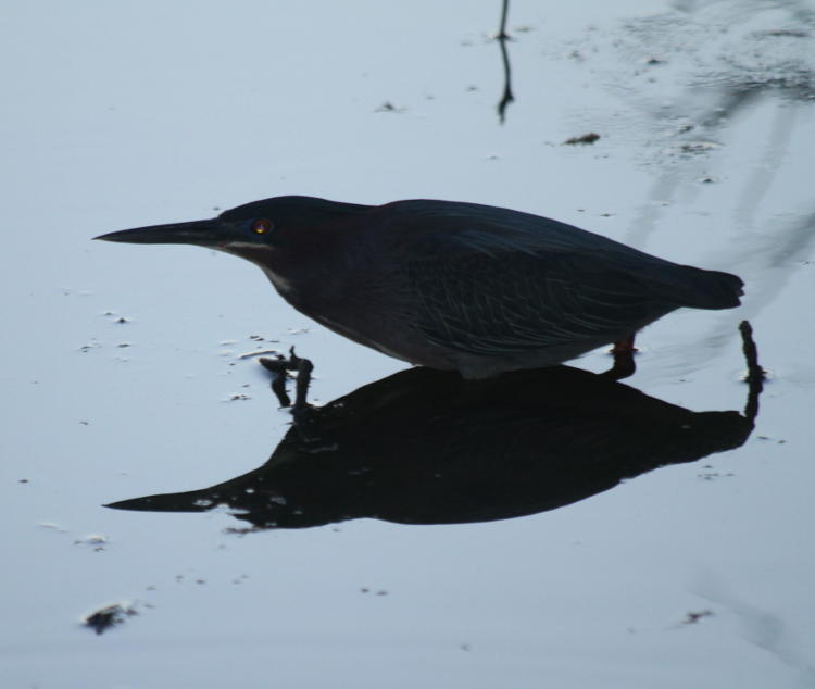 green heron Butorides virescens barely lit by fill flash