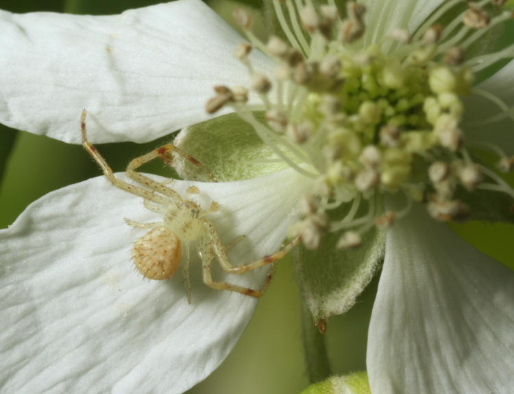 white-banded crab spider Misumenoides formosipes in detail