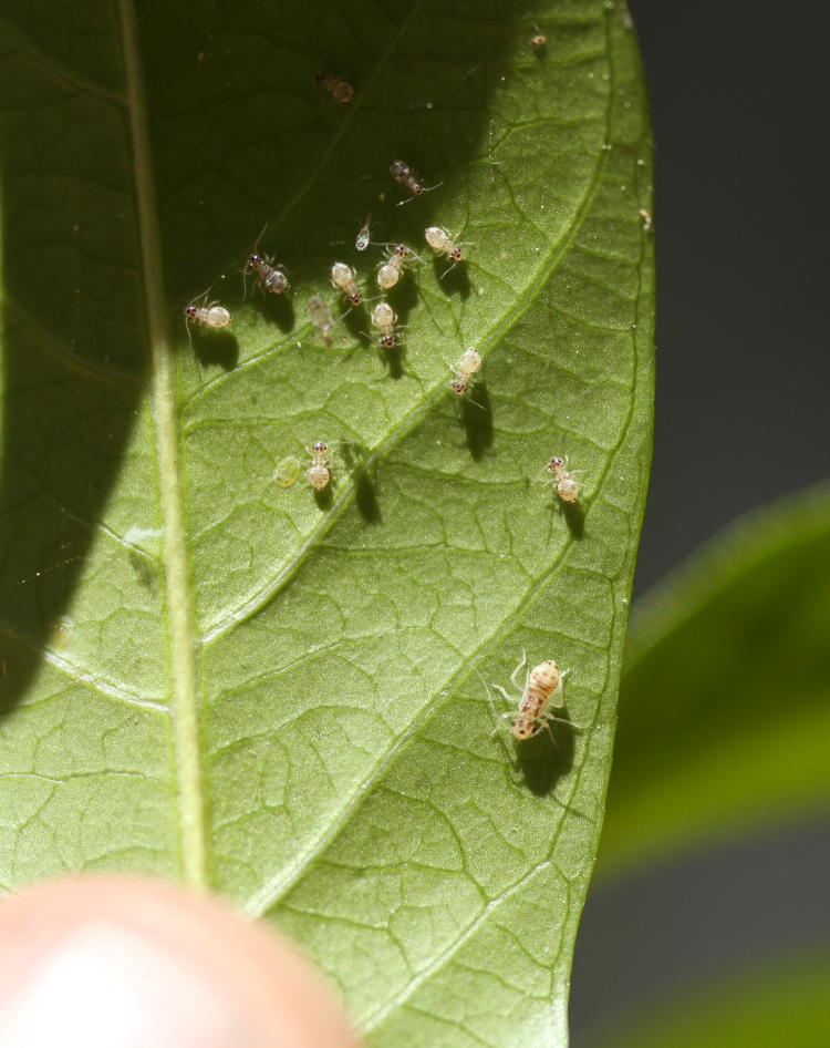 unidentified small insects on underside of leaf