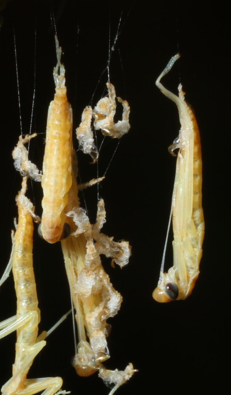 newborn Chinese mantids Tenodera sinensis in detail