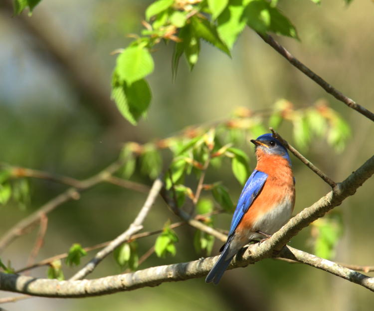 male eastern bluebird Sialia sialis in tree