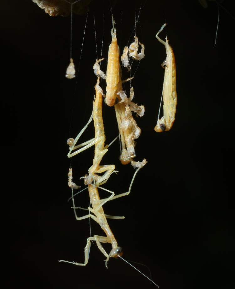 newborn Chinese mantids Tenodera sinensis still hanging from anchors off of egg case ootheca
