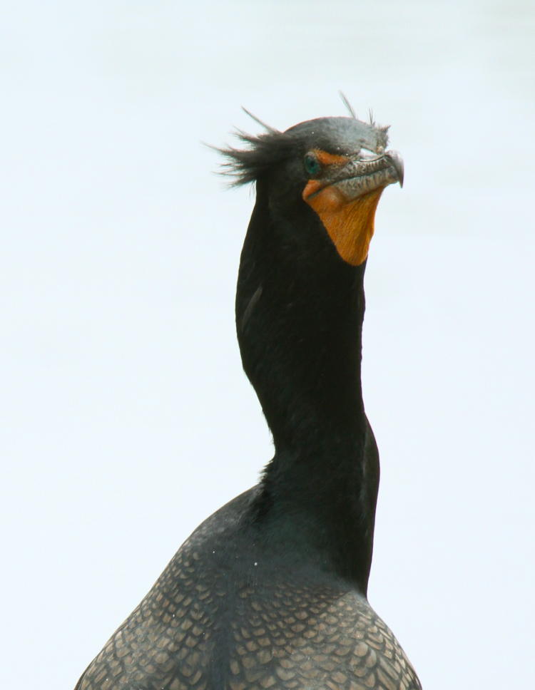 irritable look frm double-crested cormorant Phalacrocorax auritus