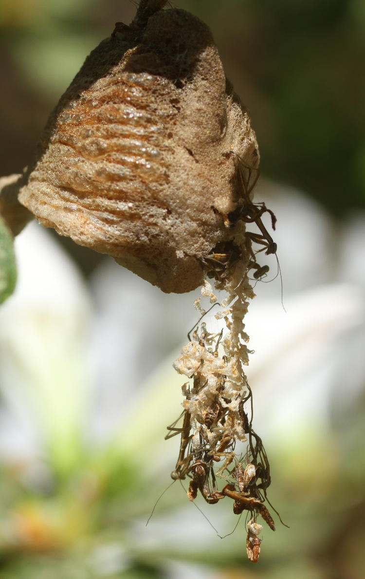 egg sac ootheca of Chinese mantids Tenodera sinensis showing newly hatched, molts, and unsuccessful hatches