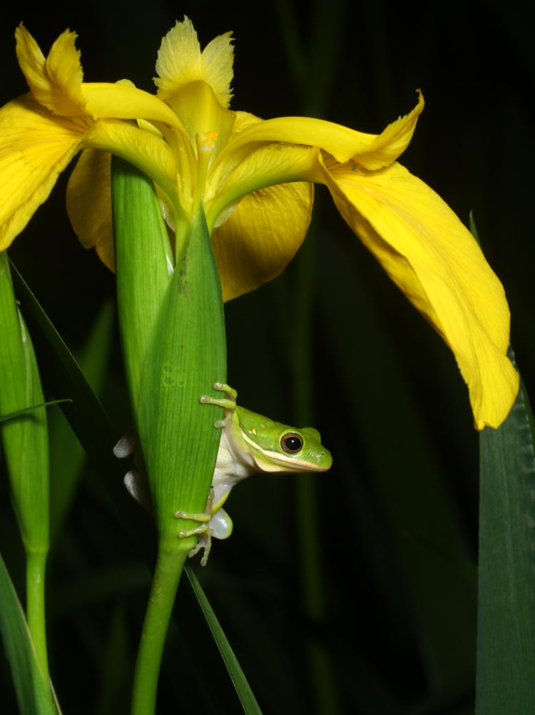 juvenile green treefrog Hyla cinerea perched under blossom of yellow flag iris water iris Iris pseudacorus