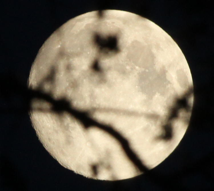 99% full moon through trees