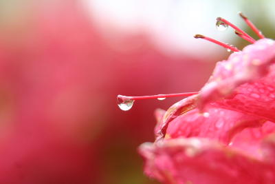 red azalea bloom closeup with recent raindrops