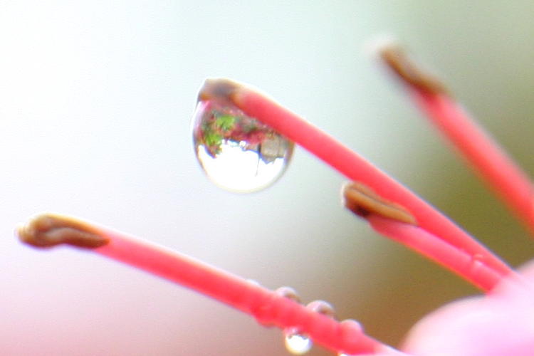 raindrop showing UNC Chapel Hill South Building in background