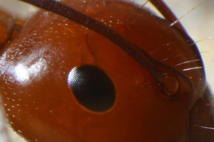 full resolution inset of same frame showing eye ommatidia facets