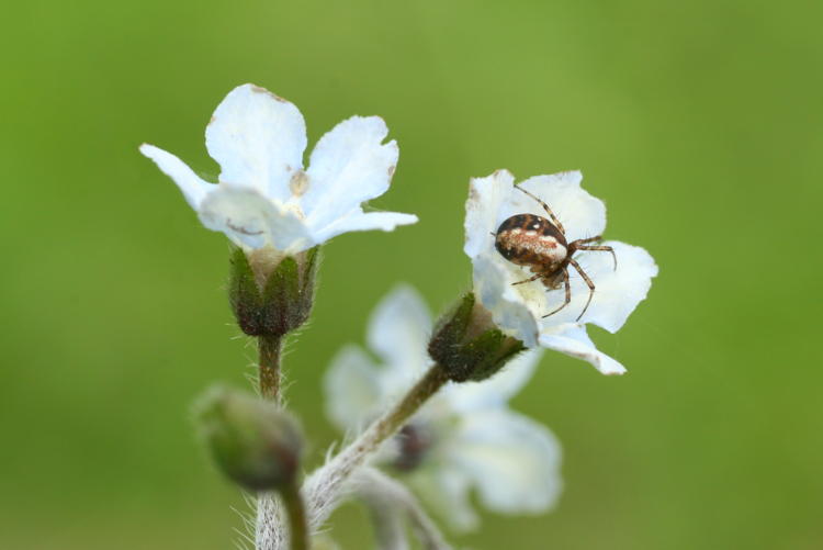 unidentifed white wildflowers with unidentified orb weaver spider within