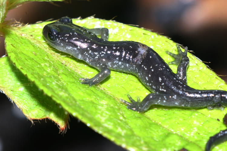 possibly Mabee's salmander Ambystoma mabeei placed on leaf for detail