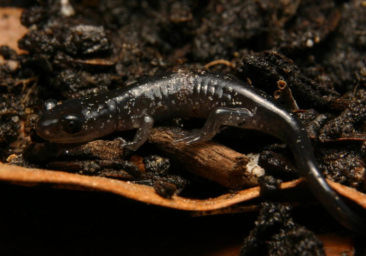 salamander, possibly Mabee's salamander Ambystoma mabeei, on staged habitat