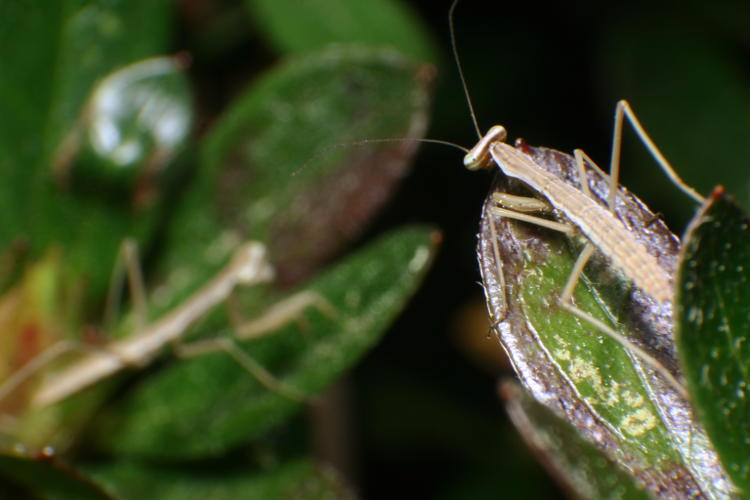 two juvenile Chinese mantids Tenodera sinensis exploring an azalea bush