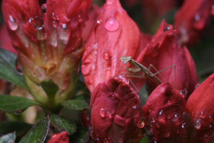 Chinese mantis Tenodera sinensis on azalea buds with raindrops