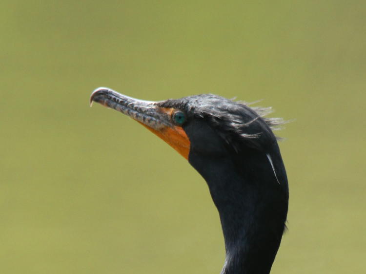 double-crested cormorant Phalacrocorax auritus showing solitary white breeding feather