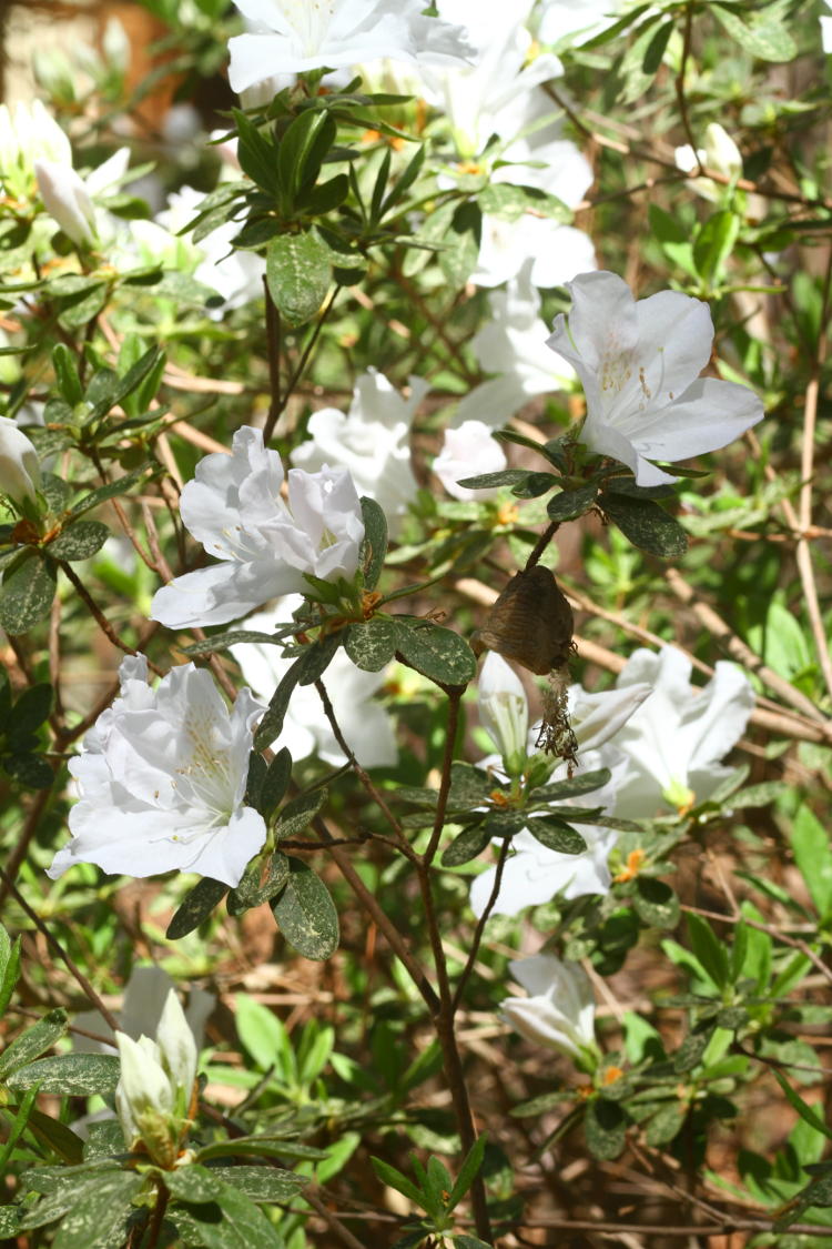 hatched egg sac ootheca of Chinese mantids Tenodera sinensis among azalea blossoms