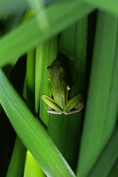 juvenile green treefrog Hyla cinerea hiding in shadows of yellow flag iris water iris Iris pseudacorus