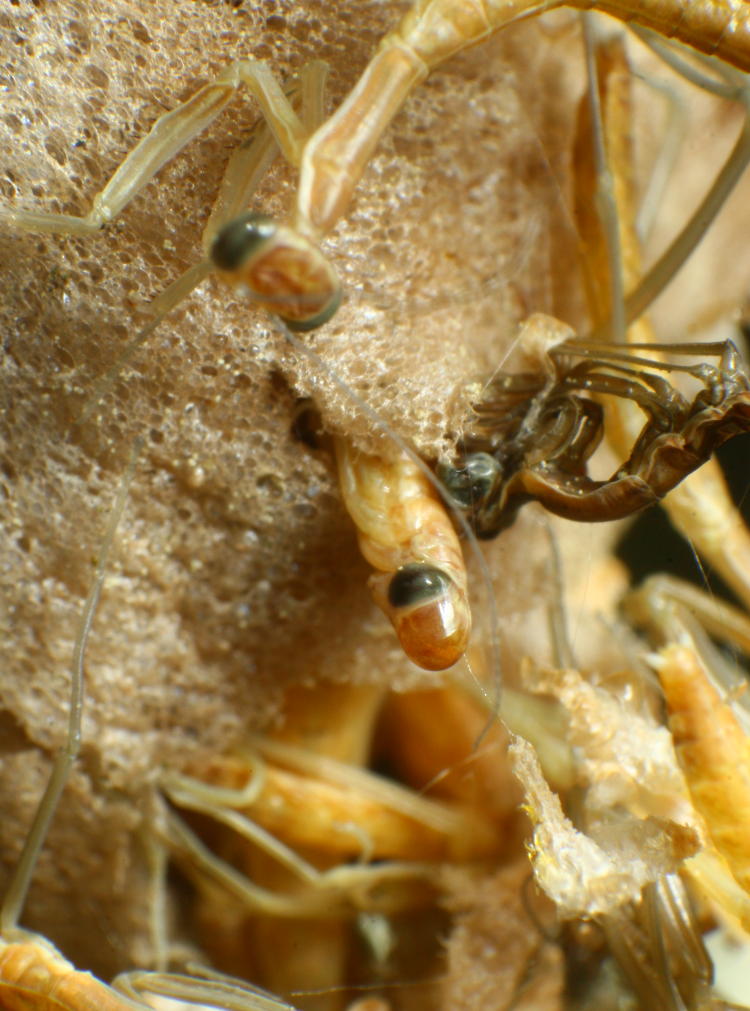 Chinese mantis Tenodera sinensis emerging from egg case ootheca among earlier hatchlings