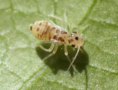 closeup of unidentified small insect