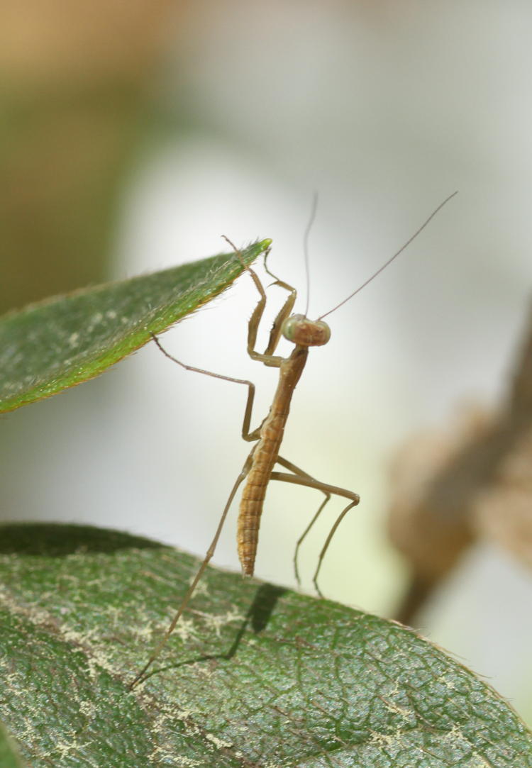 newborn Chinese mantis Tenodera sinensis standing upright between two leaves