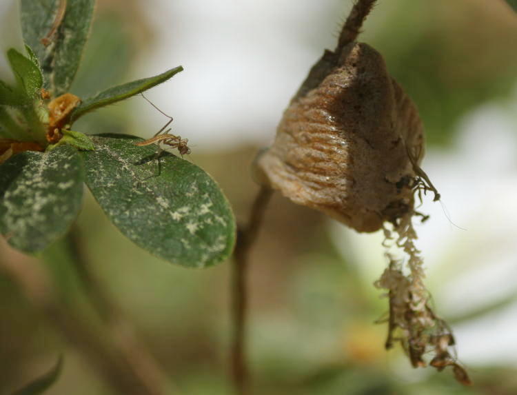 newborn Chinese mantis Tenodera sinensis peering over edge of leaf towards egg case ootheca