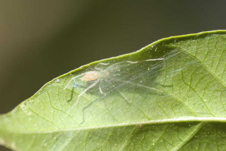 possible long-legged sac spider Cheiracanthium inclusum in web lair under leaf