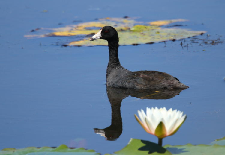 American coot Fulica americana in profile with reflection and pond lily