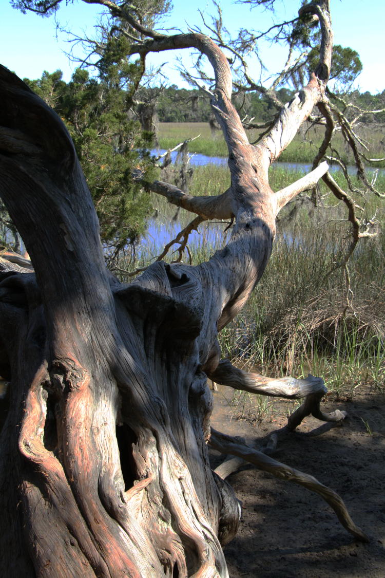 twisted tree trunk in Wormsloe Estate near Skidaway Island, Georgia