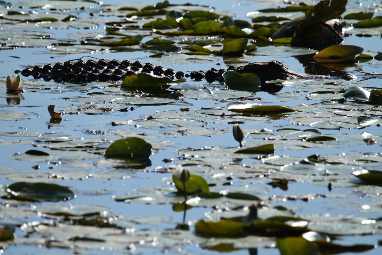 juvenile American alligator Alligator mississippiensis lurking among lilies in channel