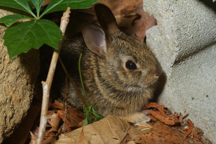 juvenile eastern cottontail Sylvilagus floridanus sitting motionless at night