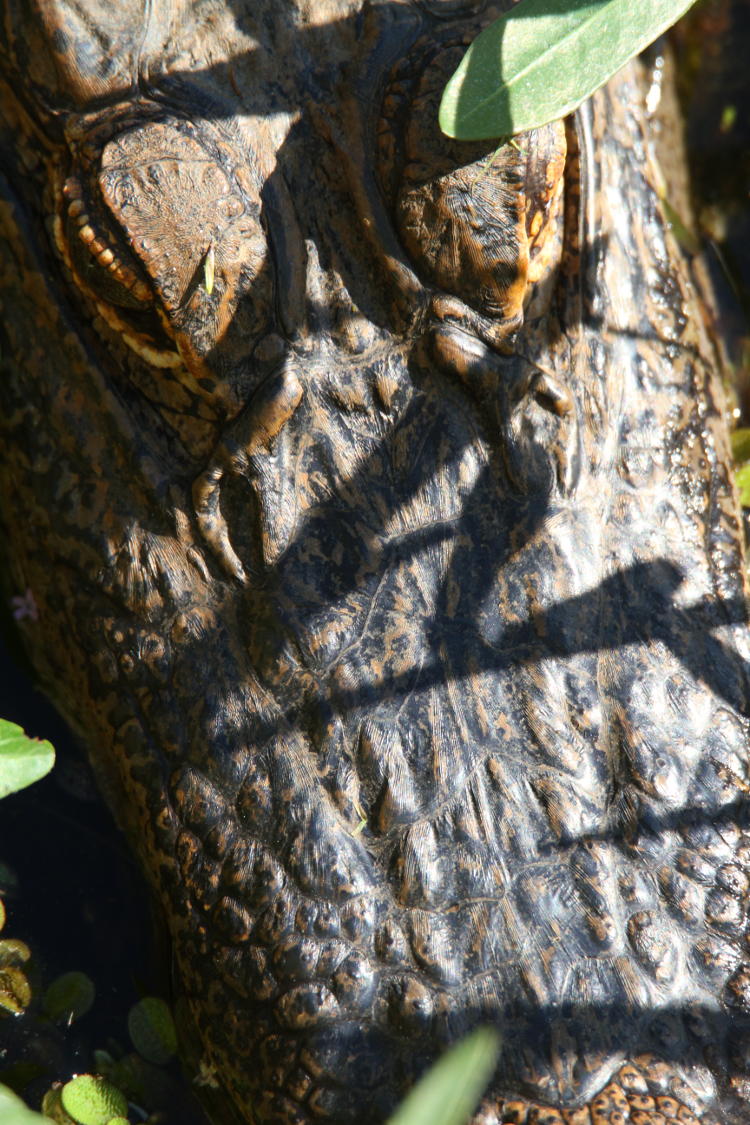 juvenile American alligator Alligator mississippiensis straight down from above