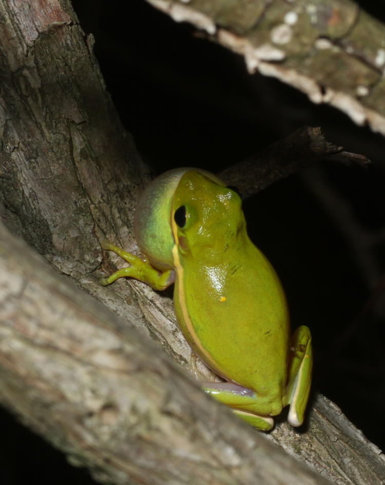 green treefrog Hyla cinerea in mid-call