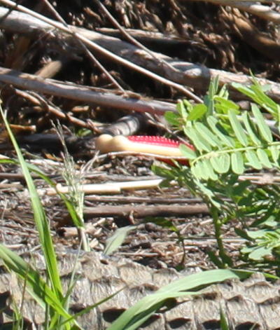 dog's chew toy sitting next to basking American alligators Alligator mississippiensis