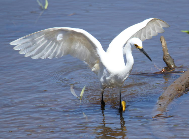 snowy egret Egretta thula in odd pose while fishing