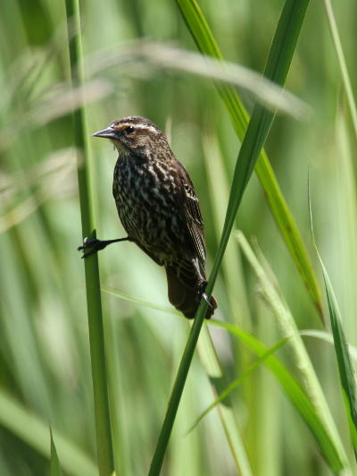 female red-winged blackbird perched straddling a pair of reeds