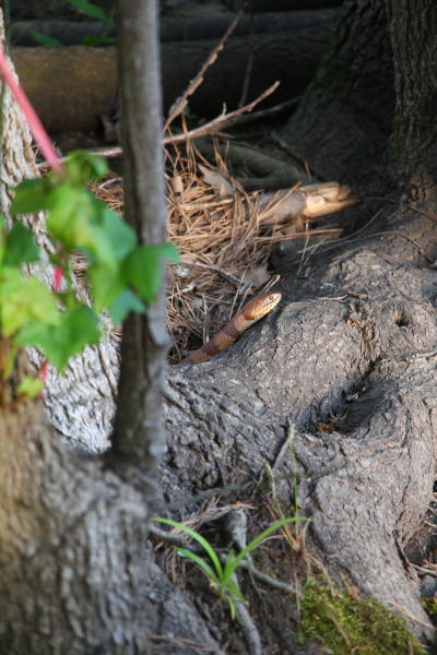 northern water snake Nerodia sipedon peeking out from debris at pond's edge